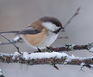 Хөхбух (Шивэр хөхбух, Лапланд хөх бух)